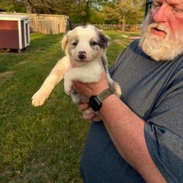 Slate Merle tricolor 1 - Slate merle male Border Collie puppy in Bogata, Texas from Celtic Farms Border Collies and Danes