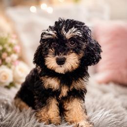 Prince Precious - Phantom male Poodle puppy in Chattanooga, Tennessee from Joy-Fur Puppies