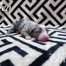 Geo - Blue merle male Miniature Australian Shepherd puppy in Corpus Christi, Texas from Elite Miniature Australian Shepherds