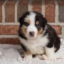 Scar - Dilute blue male Australian Shepherd puppy in Blythewood, South Carolina from One Tribe Aussies