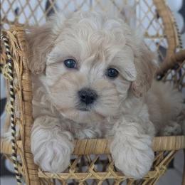 Nova - Cream female Havapoo puppy in Burlington, Iowa from River View Puppies