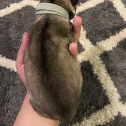 Siberian Husky Puppies from Alexandra's Siberian Huskies