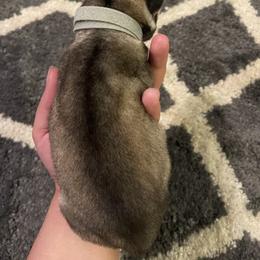 Siberian Husky Puppies from Alexandra's Siberian Huskies