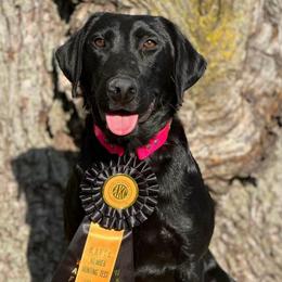 3rd Pick Black Female - Black female Labrador Retriever puppy in Berlin, Wisconsin from Gypsy Miracle Kennels