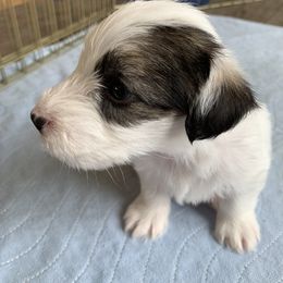 Sealyham Terrier Puppies from Thistle and Rock Sealyham Terriers