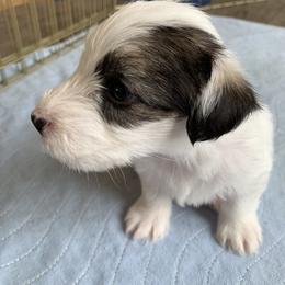 Sealyham Terrier Puppies from Thistle and Rock Sealyham Terriers