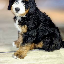Bernedoodle and Double Doodle Puppies from Cloud Nine Doodles