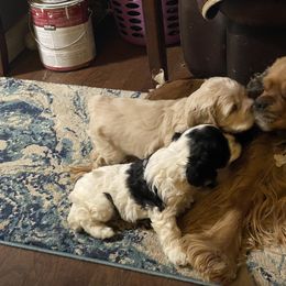 Cocker Spaniel Puppies from Kaleidoscopic Creations