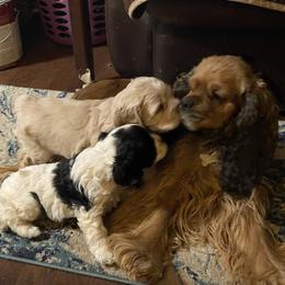 Cocker Spaniel Puppies from Kaleidoscopic Creations