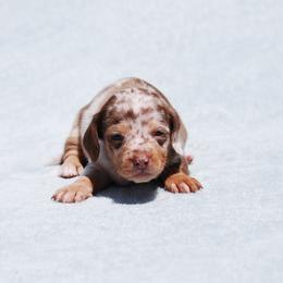 AKC Toffee - Dapple female Dachshund puppy in Billings, Missouri from Bundles of Joy