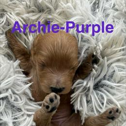 Archie - Apricot male Cavapoo puppy in Hayden, Alabama from Agape Southern Farms
