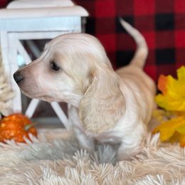 Boujee - Cream female Dachshund puppy in Lakeland, Florida from Buckwild Doxies