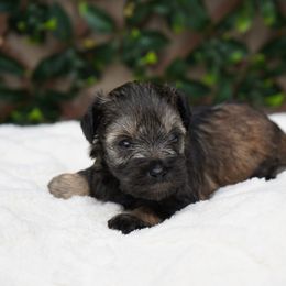 Hazel - Liver female Miniature Schnauzer puppy in Montebello, California from Rod Schnauzers