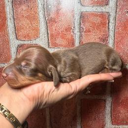 Chocolate girl - Chocolate and tan female Dachshund puppy in North Auburn, California from Northern Doxie