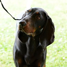 Black and Tan Coonhound puppies from Chicks and Hounds Ranch