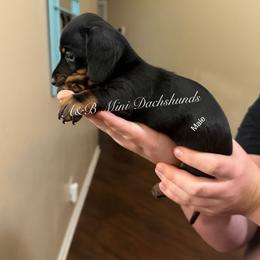 Lil boy - Black and tan male Dachshund puppy in Humble, Texas from A&B Mini Dachshunds