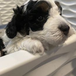 Bernedoodle Puppies from Birdie Bernedoodles