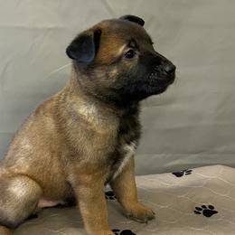 Boy 5 - Mahogany Belgian Malinois puppy in Franklin County, Missouri from Tomy K9 Support Services