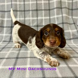 Sailor - Piebald male Dachshund puppy in Carlsbad, Texas from MV Mini Dachshunds