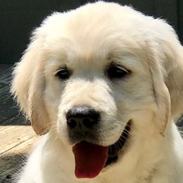 Golden Retrievers from Peacefield Acres