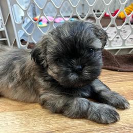 Boy 3 - Brindle male Shih Tzu puppy in Silver Spring, Maryland from Saraya’s Shih Tzus