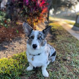 Hank - Cardigan Welsh Corgi