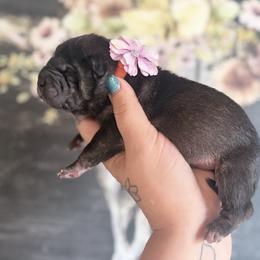Chai - Black female Chinese Shar-Pei puppy in Lehigh Acres, Florida from Florida Wrinkles