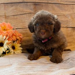 Autumn - Brown and white female Aussiedoodle puppy in Ellenburg Center, New York from Kristin's Puppies