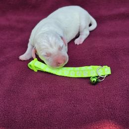 Paul - White and black male Dalmatian puppy in Neosho, Missouri from County-Line Critters