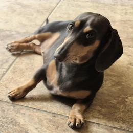 Dachshund puppies from The Dachshund Den