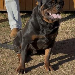 Kobe - Rottweiler