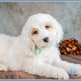 Mufasa - Red and white male Cockapoo puppy in Connersville, Indiana from Deaz Doodle Ranch