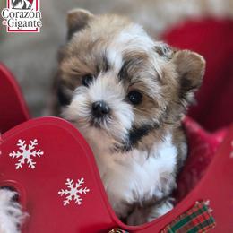 Baby Saja - Tan and white male Yorkshire Terrier puppy in California from Corazon de gigante