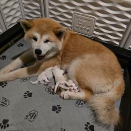 Girl 2 - White female Japanese Akitainu puppy in New Castle, Pennsylvania from Four Seasons Akita (Shikisou)