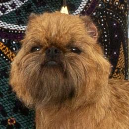 OOlani - Brussels Griffon