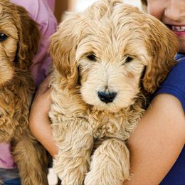 Goldendoodle Puppies from Denver Doodles