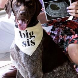Maggie - German Shorthaired Pointer