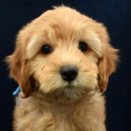 Atlas - Apricot male Goldendoodle puppy in Jasper, Indiana from Hilltop Pups LLC