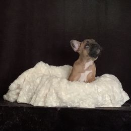 French Bulldog Puppies from Terra Sassa