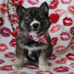 Maroon - Agouti and white female Siberian Husky puppy in York, Pennsylvania from Spalla Pups