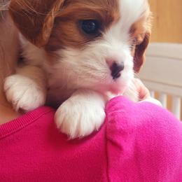 Boy 1 - Blenheim male Cavalier King Charles Spaniel puppy in Castorland, New York from Faithful Friends Cavaliers