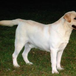 Duke - Labrador Retriever