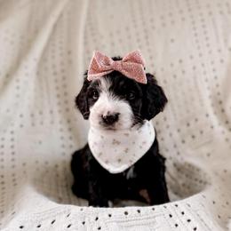 Lettie - Merle female Bernedoodle puppy in Cold Spring, Minnesota from A.N.A. Doodles