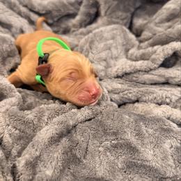 Lime green - Golden male Golden Retriever puppy in Salt Lake City, Utah from Soaring golden retrievers