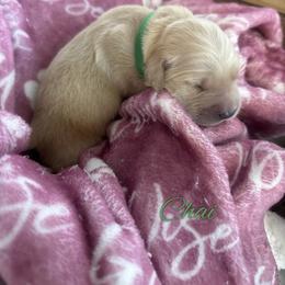 Chai - Light golden female Golden Retriever puppy in Los Osos, California from Wise Goldens