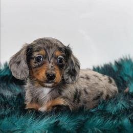 Male 1 - Dapple male Dachshund puppy in Childress, Texas from Taylor Farms