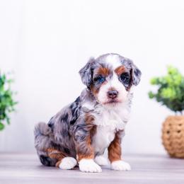 Boy 2 - male Bernedoodle puppy in Arthur, Illinois from Central Illinois Bernedoodles