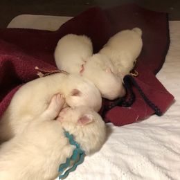 Samoyed Puppies from Cascade Samoyeds