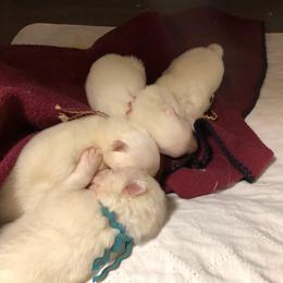 Samoyed Puppies from Cascade Samoyeds