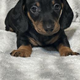 Dachshund All Grown Up from BlackPine Kennels